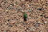 Cicindella campestris